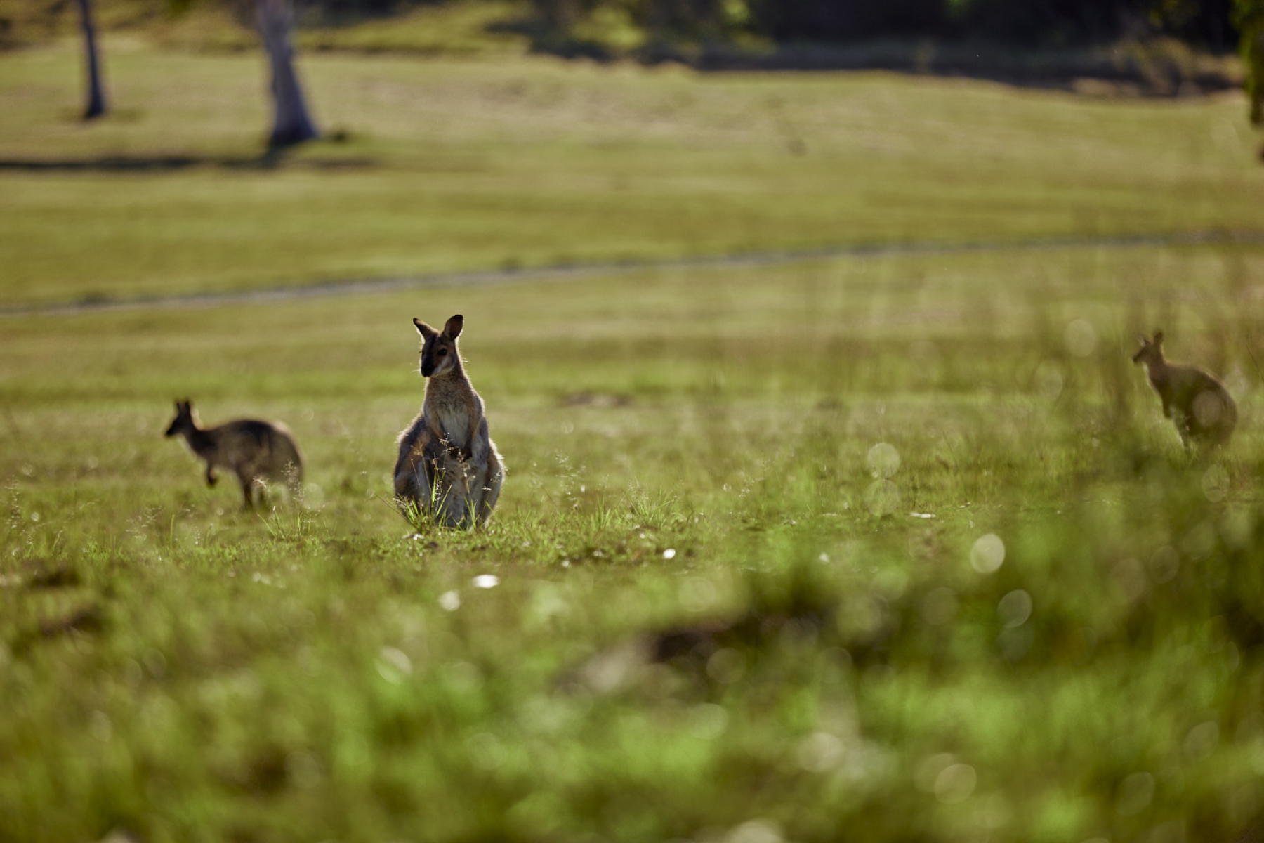 Three kangaroos in the field 